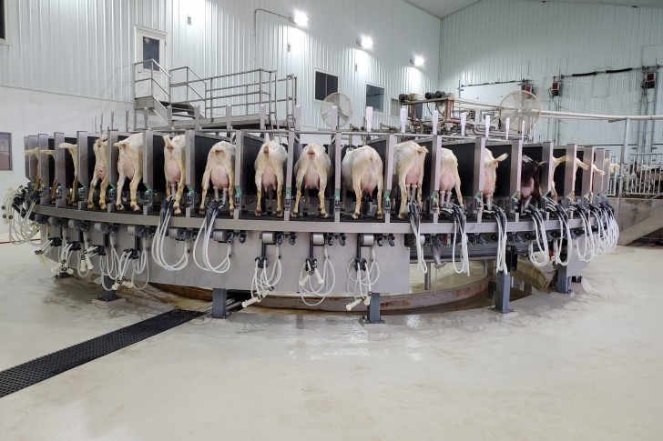 Laughing Goat | Waikato Milking Systems