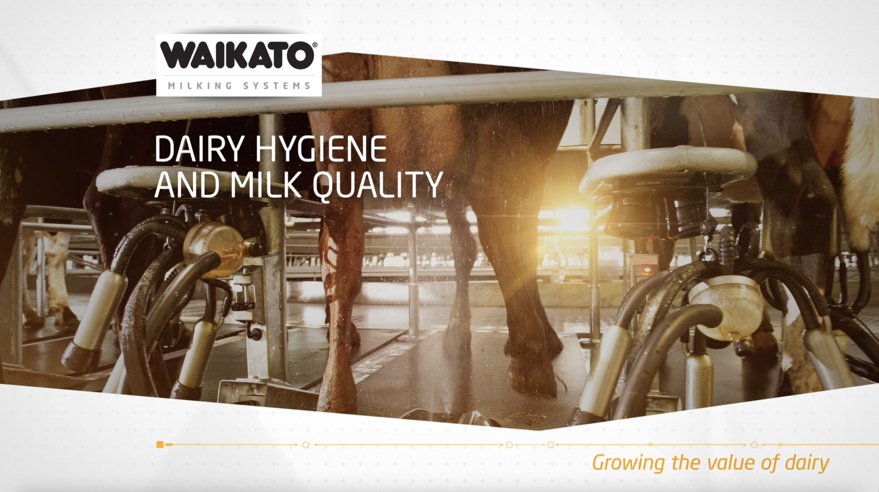 Milchkühler - ICE BANK - Waikato Milking Systems NZ Ltd. - Platten / für  Lager